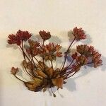 Androsace maxima Цветок