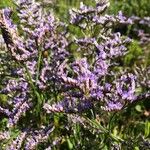 Limonium vulgare Flower