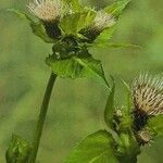 Cirsium oleraceum പുഷ്പം