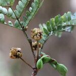 Osodendron altissimum Fruit