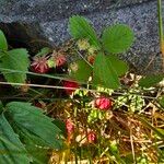 Fragaria virginiana Frucht