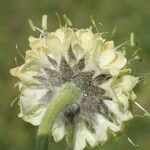 Cephalaria alpina Flor