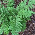 Dryopteris aemula Folio