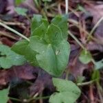 Rumex scutatus برگ