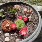 Rebutia minuscula Листок