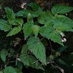 Begonia hirtella Habitus