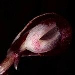 Corybas aconitiflorus Цветок