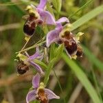 Ophrys x minuticauda その他の提案
