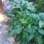 Dracunculus vulgaris Leaf