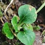 Moneses uniflora Leaf