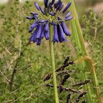 Agapanthus inapertus Flor