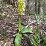 Orchis pallens 形態