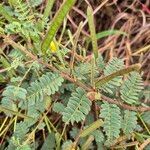 Chamaecrista fallacina Leaf