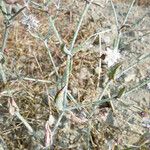 Eriogonum angulosum Habitatea