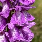 Dactylorhiza elataFlower