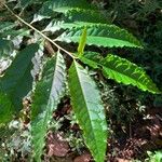 Elaeocarpus angustifolius Leaf