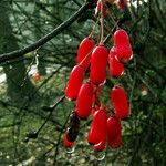 Berberis vulgaris Φρούτο