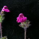 Pedicularis confertiflora