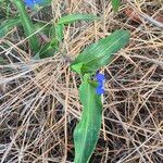 Commelina erecta葉