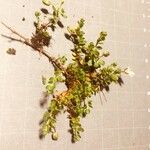 Arenaria biflora Habit