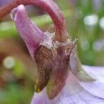 Viola thomasiana Habit