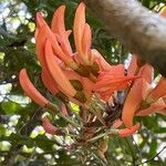 Erythrina fusca Flower