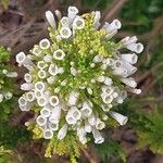 Fabiana imbricata Flower