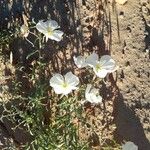 Oenothera albicaulis 花