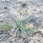 Plantago ovata Altro