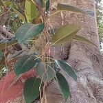 Ficus macrophylla পাতা