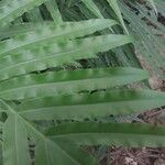 Pteris cretica Leaf