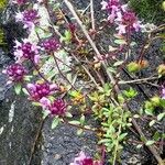 Thymus serpyllum Blad