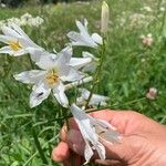 Paradisea liliastrum Flower