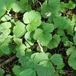 Geum macrophyllumYaprak