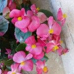 Begonia cucullata Blüte