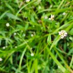 Persicaria sagittata Kvet