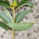 Eucalyptus botryoides Folha