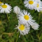 Erigeron strigosusফুল