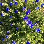 Lithodora fruticosaFlower