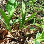 Bupleurum longifoliumFeuille