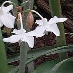 Urceolina amazonica Flower