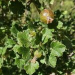 Ribes uva-crispa Fruit