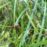 Juncus conglomeratusफूल