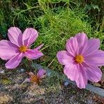 Cosmos bipinnatus Fula