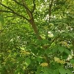 Cornus alternifolia Celota