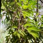 Annona reticulata Hoja