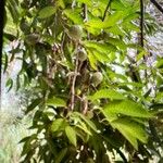 Annona reticulata Leaf