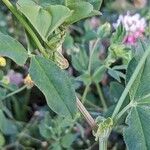 Trifolium hybridum Blad