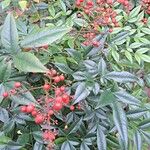 Nandina domesticaFroito