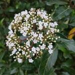 Viburnum rigidum Blomst